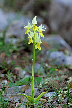 Orchid (Orchis puciflora) in flower, north of Monte St Angelo, Gargano, Italy, April