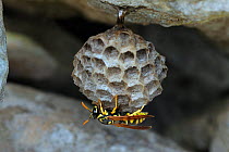 Paper wasp (Polistes gallicus) on nest, north of San Nicandro Garganico, Gargano, Italy, April.