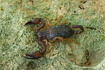 Scorpion (Euscorpius italicus), north west of Monte San't Angelo, Gargano, Italy, April