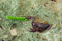 Scorpion (Euscorpius italicus) catching catepillar, north west of Monte San't Angelo, Gargano, Italy, April