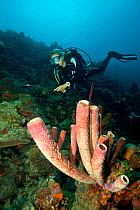 Diving instructor hunting lionfish (Pterois volitans), an invasive species which has been released in the Atlantic Bonaire, Dutch Antilles, Caribbean, February 2012, Model Released