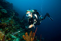 Diving instructor hunting lionfish (Pterois volitans), an invasive species which has been released in the Atlantic,  Bonaire, Dutch Antilles, Caribbean, February 2012, Model Released