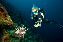 Diving instructor spearing lionfish (Pterois volitans), an invasive species which has been released in the Atlantic Bonaire, Dutch Antilles, Caribbean, February 2012, Model Released