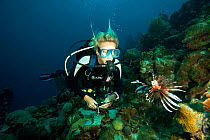 Diving instructor hunting lionfish (Pterois volitans), an invasive species which has been released in the Atlantic  Bonaire, Dutch Antilles, Caribbean, February 2012, Model Released