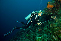 Diving instructor hunting lionfish (Pterois volitans), an invasive species which has been released in the Atlantic, Bonaire, Dutch Antilles, Caribbean, February 2012, Model Released