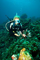 Diving instructor hunting lionfish (Pterois volitans), an invasive species which has been released in the Atlantic , Bonaire, Dutch Antilles, Caribbean, February 2012, Model Released