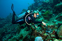 Diving instructor hunting lionfish (Pterois volitans), an invasive species which has been released in the Atlantic, Bonaire, Dutch Antilles, Caribbean, February 2012, Model Released