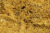 Sand Viper (Cerastes vipera) eye visible beneath sand. Erg Chigaga, Morocco