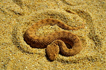 Sand Viper (Cerastes vipera) Erg Chigaga, Morocco