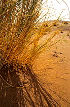 Sand Viper (Cerastes vipera) emerging from under sand in shade of grass, Erg Chigaga, Morocco