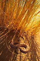 Sand Viper (Cerastes vipera) in shade of grass, Erg Chigaga, Morocco