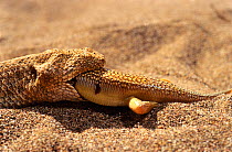 Sand Viper (Cerastes vipera) eating Sandfish  (Scincus albifasciatus) Erg Chigaga, Morocco Controlled conditions