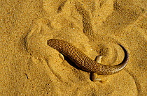 Sandfish (Scincus albifasciatus) burrowing under sand, Erg Chigaga, Morocco