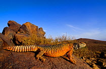 Morrocan Spiny-tailed Lizard (Uromastyx acanthinura) near Ouarzazate, Morocco