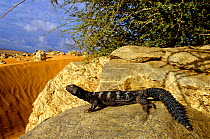 Mauritanian spiny-tailed Lizard (Uromastyx dispar flavifasciata) Mauritania