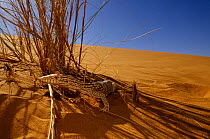 Desert monitor (Varanus griseus) in shade of grass, near Chinguetti, Mauritania