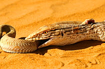 Desert monitor (Varanus griseus) trying to ingest a Sand Viper (Cerastes vipera) a venomous species which is biting the Desert monitor, near Chinguetti, Mauritania Controlled conditions