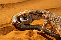 Desert monitor (Varanus griseus) trying to eat a Sand Viper (Cerastes vipera) a venomous species which is biting the Desert monitor, near Chinguetti, Mauritania Controlled conditions