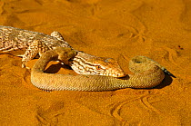Desert monitor (Varanus griseus) attempting to eat  a Sand Viper (Cerastes vipera) a venomous snake which is defending itself by biting the monitor's neck, near Chinguetti, Mauritania