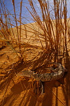Desert monitor (Varanus griseus) in shade of grass, near Chinguetti. Mauritania
