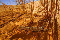 Desert monitor (Varanus griseus) in shade of grass, near Chinguetti. Mauritania