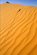 Desert monitor (Varanus griseus) crossing sand dune near Chinguetti. Mauritania