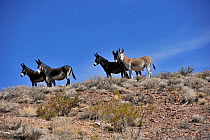 Wild burro (Equus asinus) Panamint Mountains . Death Valley National Park, California, June