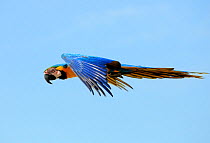 Blue and yellow Macaw (Ara ararauna) in flight South America