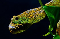 Hairy bush Viper (Atheris hispida) captive from Central Africa