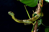 Hairy bush Viper (Atheris hispida) captive from Central Africa