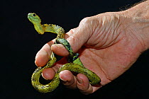 Hairy bush Viper (Atheris hispida) held in hand, captive from Central Africa