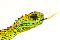 Hairy bush Viper (Atheris hispida) portrait, captive from Central Africa