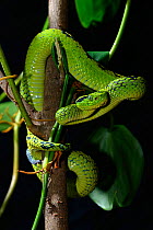 Yellow-blotched Palm Pitviper (Botriechis aurifer) captive, native to Mexico and Guatemela. Vulnerable species.