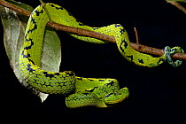 Yellow-blotched Palm Pitviper (Botriechis aurifer) captive, from Mexico and Guatemela. Vulnerable species.