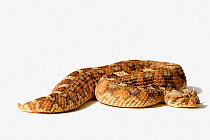 Horned Puff Adder (Bitis caudalis) captive from South Africa