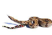 Red-tailed Boa constrictor (Boa constrictor constrictor) captive from South America