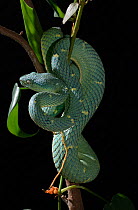 Side-stripped palm pitviper (Botriechis lateralis) captive from Costa-Rica