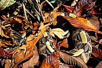 West African Gaboon Viper (Bitis rhinoceros) hidden in leaves, captive from West Africa