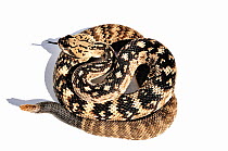 Black-tailed Rattlesnake (Crotalus molossus) captive from USA and Mexico