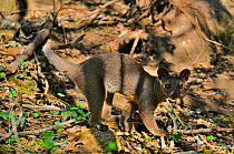 Young fossa (Cryptoprocta ferox) captive from  Madagascar, Vulnerable species