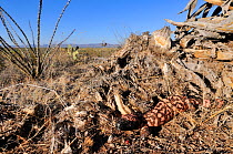 Gila monster (Heloderma suspectum) South Arizona, USA, April