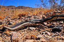 California striped Racer (Masticophis lateralis) eating a Patch-Nosed Snake (Salvadora hexalepis) Joshua's tree National Monument, California, USA, May. Controlled conditions