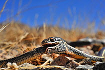 California striped Racer (Masticophis lateralis) eating a Patch-Nosed Snake (Salvadora hexalepis) Joshua's tree National Monument, California, USA, May Controlled conditions