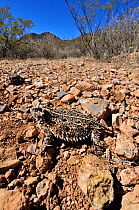 Texas horned Lizard (Phrynosoma cornutum) portrait, near Portal, Arizona, USA, April