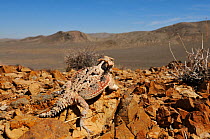 Desert Horned Lizard (Phrynosoma platyrhinos) on rocks, Death Valley, California, USA, June