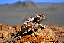 Desert Horned Lizard (Phrynosoma platyrhinos) in defensive posture, Death Valley, California, USA, June