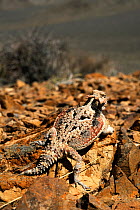 Desert Horned Lizard (Phrynosoma platyrhinos) Death Valley, California, USA, June