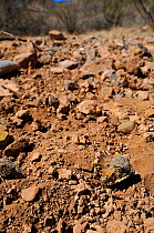 Regal Horned Lizard (Phrynosoma solare) hidden under dirt, near Tucson, Arizona, USA, April