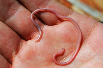 Southwestern blind Snake (Rena / Leptotyphlops  humilis humilis) held in hand, near Mecca, California, April