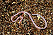 Southwestern blind Snake (Rena / Leptotyphlops  humilis humilis) on ground, near Mecca, California, April